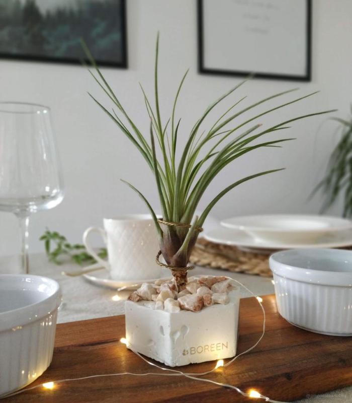 Comprar Planta de aire tillandsia con soporte Zementsechseck mit rosa Steinen und Tri-Pflanze