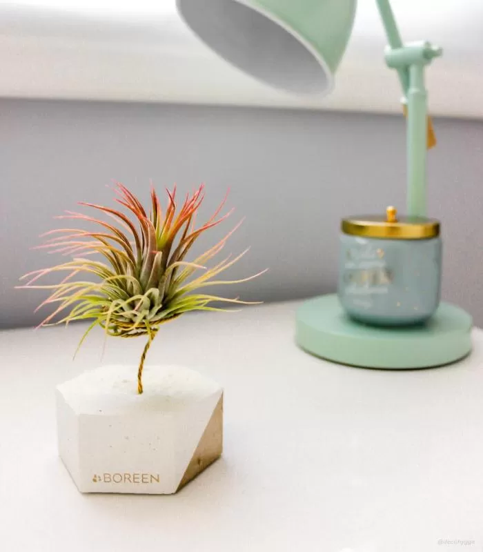 BOREEN - Tillandsia Air Plants with Sustainable Design Foundations
