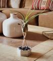 Comprar Planta de aire tillandsia con soporte Hexágono de cemento, varillas, piedras negras y línea dorada con planta Cam