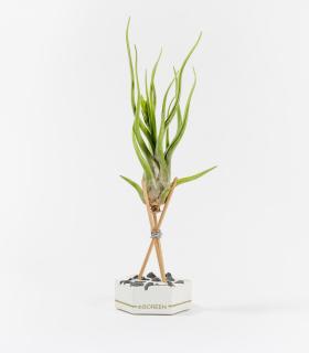 Comprar Planta de aire tillandsia con soporte Cement hexagon, rods, black stones and gold line with Cam plant