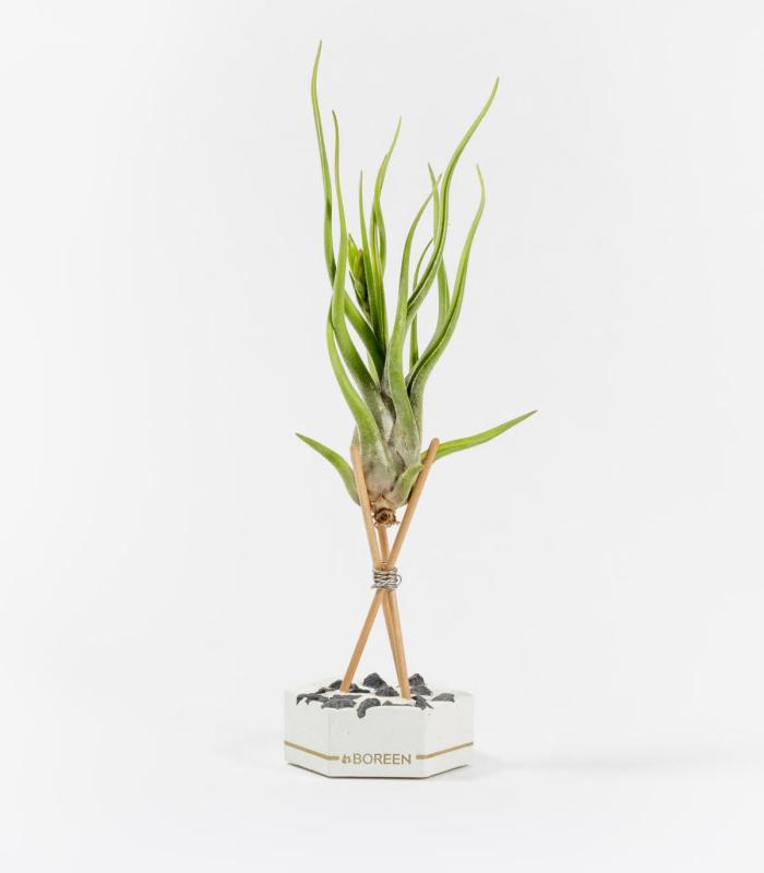 Comprar Planta de aire tillandsia con soporte Hexágono de cimento, varetas, pedras pretas e linha dourada com planta Cam