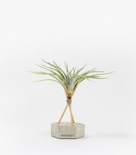 Comprar Planta de aire tillandsia con soporte Concrete hexagon with rods and plant Eli