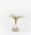 Comprar Planta de aire tillandsia con soporte Hexagone en béton avec tiges et plante Eli