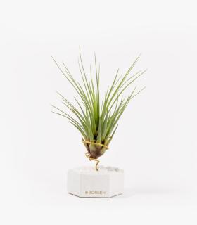 Comprar Planta de aire tillandsia con soporte Esagono in cemento con pietre bianche e pianta Tri