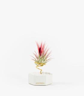 Comprar Planta de aire tillandsia con soporte Cement hexagon with white stones and Var plant