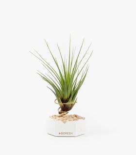 Comprar Planta de aire tillandsia con soporte Hexagone de ciment avec pierres rose et usine de Tri