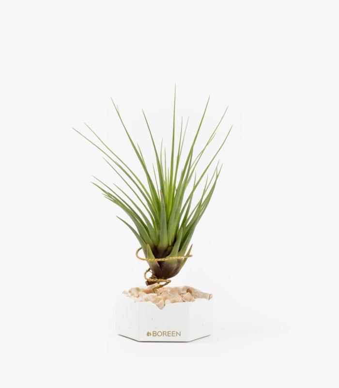 Comprar Planta de aire tillandsia con soporte Esagono in cemento con pietre rosa e pianta Tri