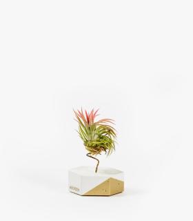 Comprar Planta de aire tillandsia con soporte Esagono in cemento con angolo dorato e pianta Var