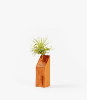 Comprar Planta de aire tillandsia con soporte Ripa de madeira 45º e planta Scap