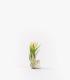 Comprar Planta de aire tillandsia con soporte Alba sea shell
