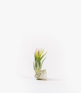 Comprar Planta de aire tillandsia con soporte Coquillage d’Alba