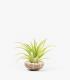 Comprar Planta de aire tillandsia con soporte Concha do mar de Milia