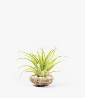 Comprar Planta de aire tillandsia con soporte Caracola de mar Milia