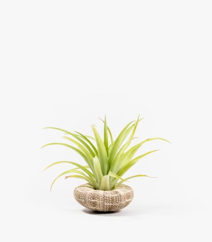 Comprar Planta de aire tillandsia con soporte Milia sea shell