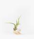 Comprar Planta de aire tillandsia con soporte Concha do mar de Mure