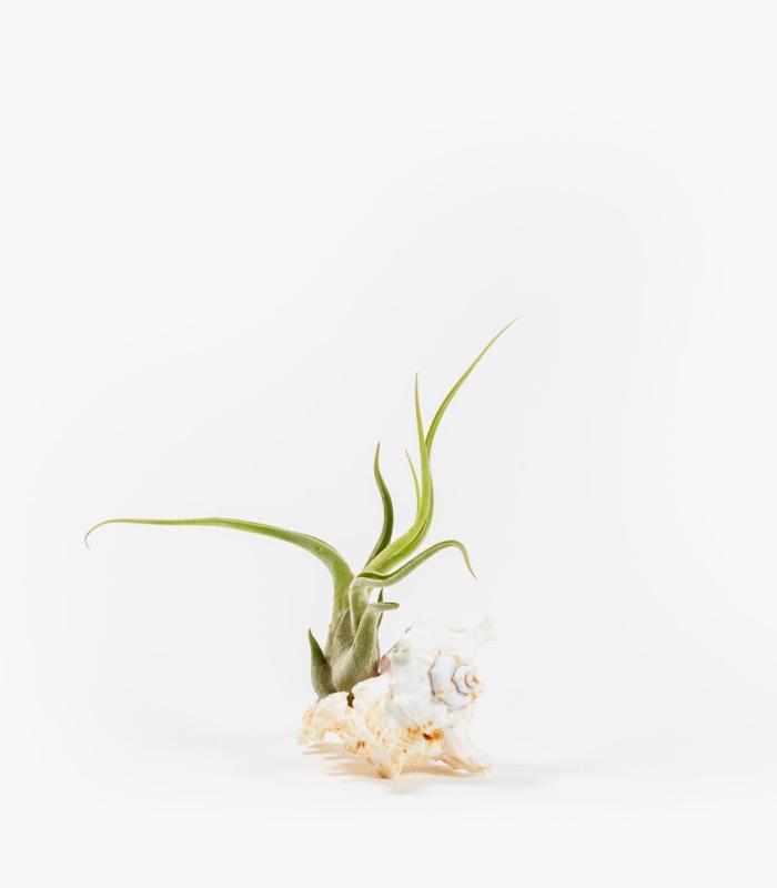 Comprar Planta de aire tillandsia con soporte Concha do mar de Mure