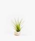 Comprar Planta de aire tillandsia con soporte Caracola de mar Nacar