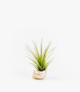 Comprar Planta de aire tillandsia con soporte Conchiglia Nacar
