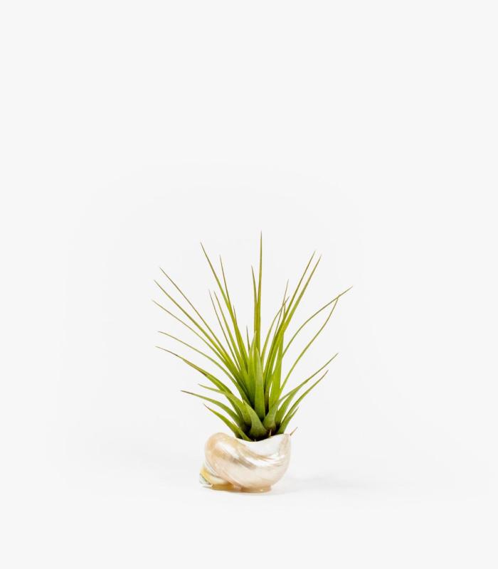Comprar Planta de aire tillandsia con soporte Muschel Nacar