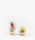 Comprar Planta de aire tillandsia con soporte Sea urchin Echin