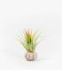 Comprar Planta de aire tillandsia con soporte Seeigel Inoi