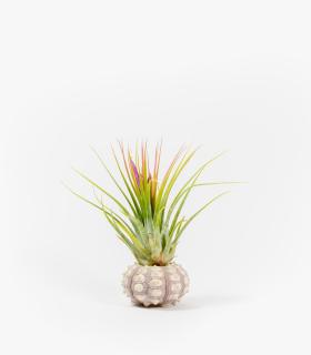 Comprar Planta de aire tillandsia con soporte Oursin Inoi