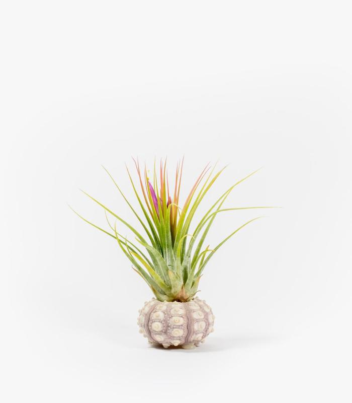 Comprar Planta de aire tillandsia con soporte Oursin Inoi