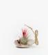 Comprar Planta de aire tillandsia con soporte Terrarium Esfer