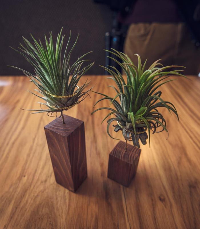 Comprar Planta de aire tillandsia con soporte Pack Listón de madera 5 y 10cm con plantas Rub