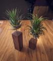 Comprar Planta de aire tillandsia con soporte Confezione da listello in legno quadrate da 5 e 10 cm con piante Rub