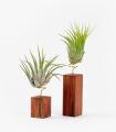 Comprar Planta de aire tillandsia con soporte Packung mit 5 und 10 cm quadratischen Holzlatten mit Rub-Pflanzen