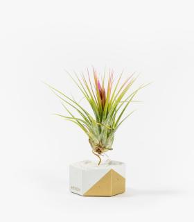 Comprar Planta de aire tillandsia con soporte Hexágono de cimento, pedras brancas com canto dourado e planta Scap