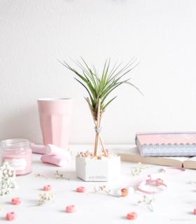 Comprar Planta de aire tillandsia con soporte Hexágono de cimento, hastes de madeira e pedras rosa com planta Tri