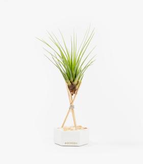 Comprar Planta de aire tillandsia con soporte Cement hexagon, wooden rods and rose stones with Tri plant