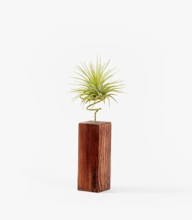 Comprar Planta de aire tillandsia con soporte Holzleiste 10cm und Pflanze Scap