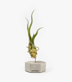 Comprar Planta de aire tillandsia con soporte Concrete hexagon and plant Cam
