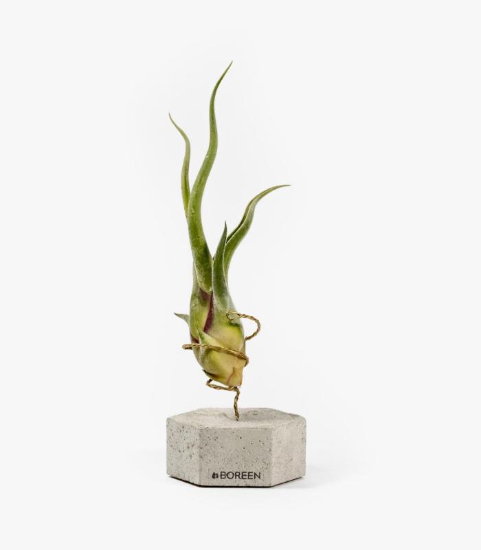 Comprar Planta de aire tillandsia con soporte Esagono in cemento con pianta Cam
