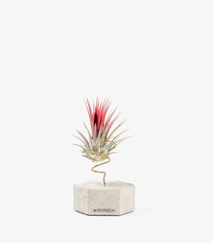 Comprar Planta de aire tillandsia con soporte Sechseck aus Beton und Pflanze Var