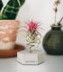 Comprar Planta de aire tillandsia con soporte Concrete hexagon and plant Var