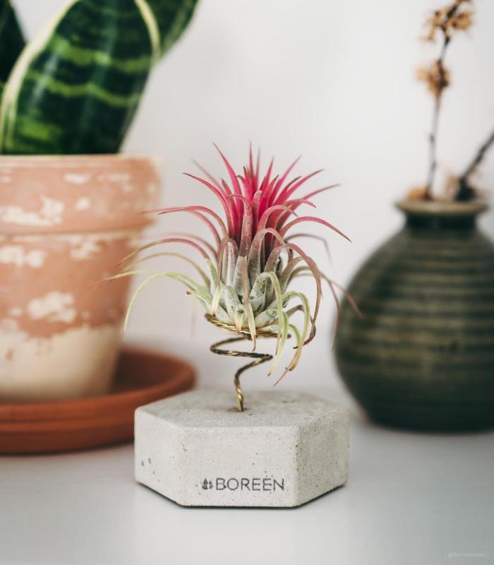Comprar Planta de aire tillandsia con soporte Hexágono de concreto com planta Var