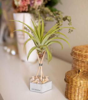 Comprar Planta de aire tillandsia con soporte Esagono in cemento, pietre rosa, bastoncini di legno e pianta Vel