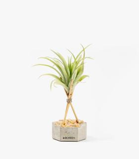 Comprar Planta de aire tillandsia con soporte Hexágono de hormigón, piedras rosadas, varillas de madera y planta Vel