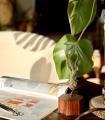 Comprar Planta de aire tillandsia con soporte Esagono in legno color ciliegio e piante Cam