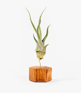 Comprar Planta de aire tillandsia con soporte Sechseck aus kirschfarbenem Holz und Pflanze Cam