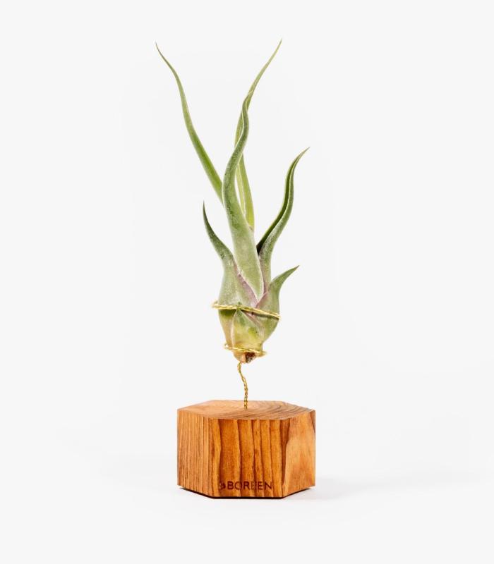 Comprar Planta de aire tillandsia con soporte Hexagone en bois ton cerisier et plante Cam