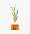 Comprar Planta de aire tillandsia con soporte Esagono in legno color ciliegio e piante Cam