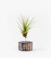Comprar Planta de aire tillandsia con soporte Hexágono de madera gris y planta Tri