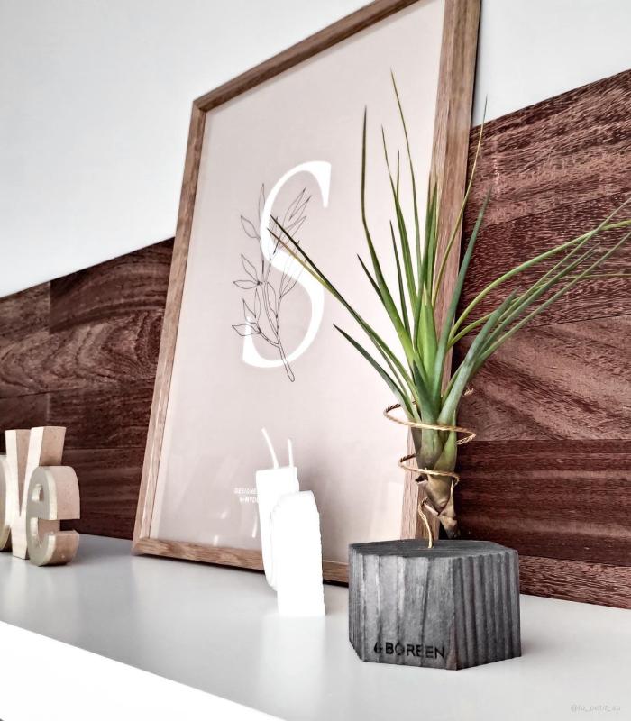 Comprar Planta de aire tillandsia con soporte Hexágono de madeira em tom de cinzae planta Tri