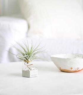 Comprar Planta de aire tillandsia con soporte Hexágono de hormigón con piedras blancas y planta Eli