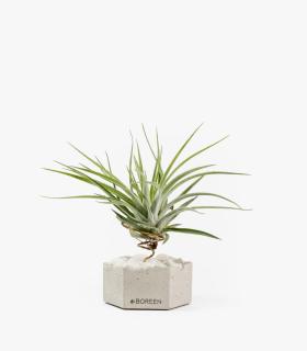 Comprar Planta de aire tillandsia con soporte Hexágono de concreto com pedras brancas y planta Eli